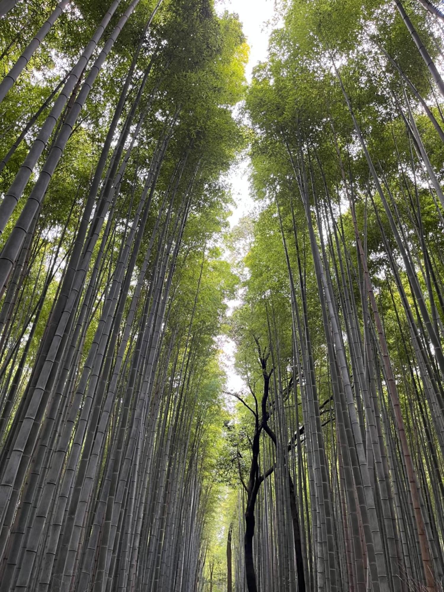 嵐山 天龍の宿 駐車無料 一棟貸切 最大5人 Dragon Legend Arashiyama Central Private Rare Modern Villa Free Parking Max 5Ppl Shimo-saga Exteriör bild