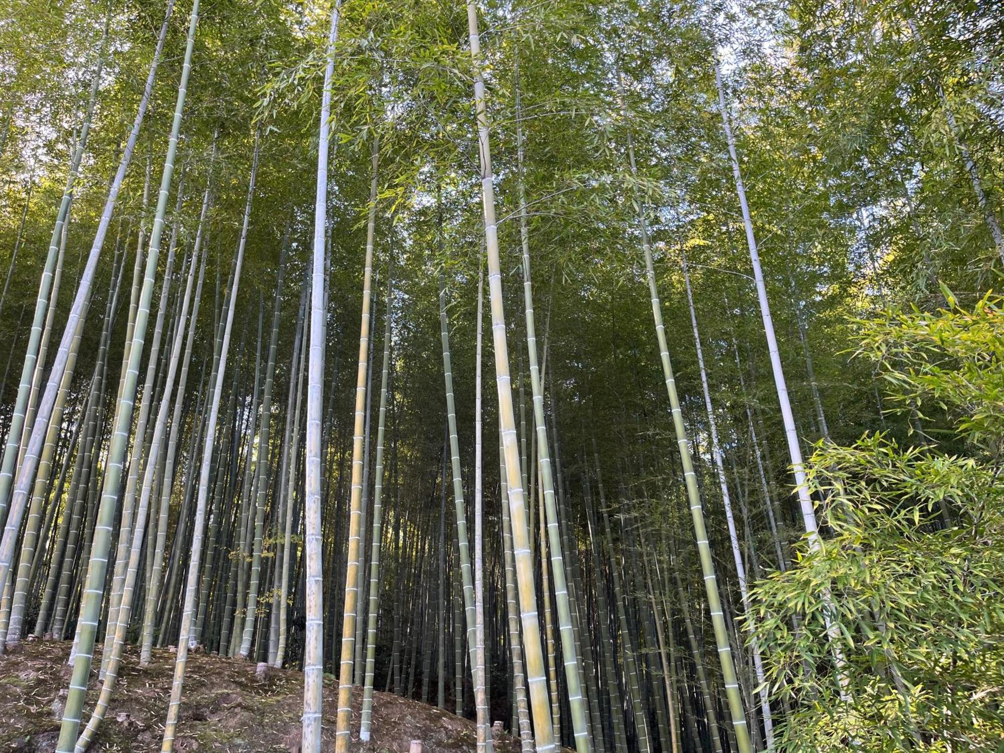 嵐山 天龍の宿 駐車無料 一棟貸切 最大5人 Dragon Legend Arashiyama Central Private Rare Modern Villa Free Parking Max 5Ppl Shimo-saga Exteriör bild