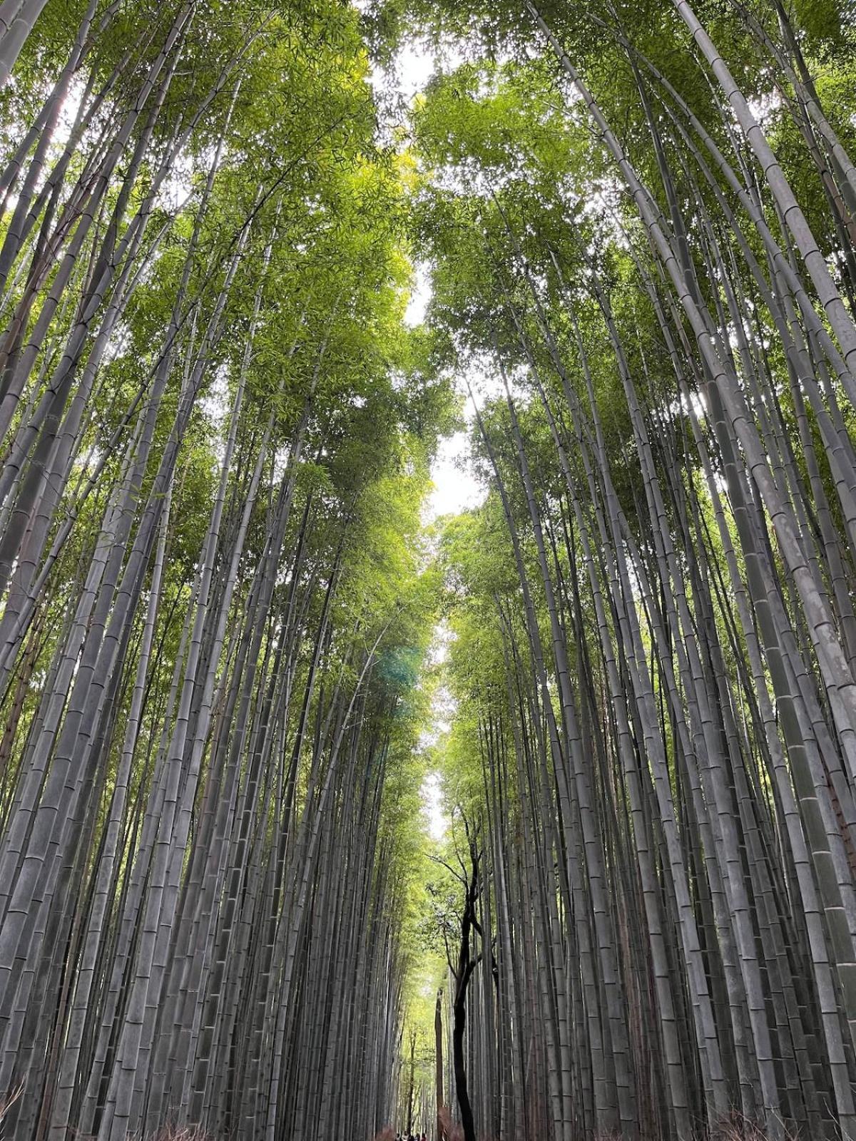 嵐山 天龍の宿 駐車無料 一棟貸切 最大5人 Dragon Legend Arashiyama Central Private Rare Modern Villa Free Parking Max 5Ppl Shimo-saga Exteriör bild